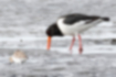 Picture of Eurasian Oystercatcher2｜It was foraging on the tidal flats.