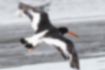 Picture of Eurasian Oystercatcher3｜The lower part of the wing is white plumage.