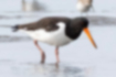Picture of Eurasian Oystercatcher4｜The head is black and the iris is red.