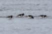 Picture of Eurasian Oystercatcher5｜Sparsely clustered.