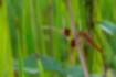 Picture of Sympetrum pedemontanum elatum2｜It was perched on a reed leaf.