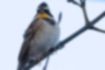 Picture of Yellow-throated bunting1｜The throat is bright yellow.