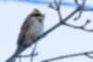 Picture of Yellow-throated bunting2｜The eyebrow patch is also yellow.
