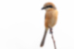 Picture of Bull-headed Shrike1｜Perched on the tip of a branch.