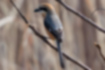 Picture of Bull-headed Shrike4｜There is a white crest on the edge of the wing.