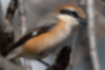 Picture of Bull-headed Shrike6｜It gets whiter toward the middle of the belly.