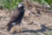 Picture of White-cheeked Starling1｜Brown body with orange beak.