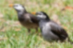Picture of White-cheeked Starling3｜It walks on the ground looking for food.