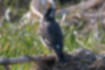Picture of White-cheeked Starling4｜The area around the waist is white.