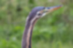 Picture of Purple Heron2｜Adult birds have a fine crest.