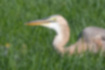 Picture of Purple Heron4｜Swallowed something.