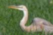 Picture of Purple Heron5｜The shape of what is swallowed in the throat appears.