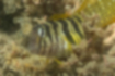 Picture of Elegant blenny3｜There is a vertical brown line in the eye.