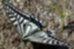 ナミアゲハの写真1｜黄白色に黒い斑紋が入ります。