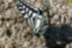 ナミアゲハの写真2｜翅の裏面はオレンジの斑紋が多いです。
