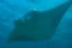 Picture of Alfred manta1｜It has a horizontally long shape.
