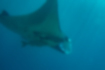 Picture of Alfred manta2｜Holding fish to my belly.
