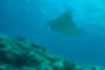 Picture of Alfred manta4｜It was circling over coral reefs.