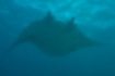 Picture of Alfred manta5｜The cranial fin is protruding forward.