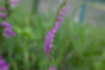 Picture of Spiranthes sinensis3｜It is attached horizontally.