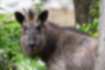 Picture of Japanese serow1｜Has short, pointed horns.