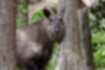 Picture of Japanese serow2｜The whole body was dark brown.