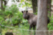 Picture of Japanese serow3｜Used to hide behind trees.