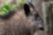 Picture of Japanese serow4｜This is the profile of the person going back.