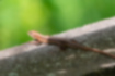 Picture of Japanese grass lizard2｜In the sun, basking in the sun.