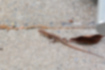 ニホンカナヘビの写真3｜長い尾が特徴的です。