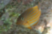 Picture of Lined surgeonfish2｜White lines also run through the eyes.