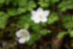 Picture of wind flower1｜Two white flowers were blooming.