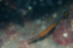 Picture of Honshu pipefish2｜Came out of the ledge.
