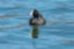 Picture of Eurasian Coot3｜Monotone is impressive.