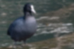 Picture of Eurasian Coot4｜It was in the pond.