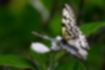 オオゴマダラの写真4｜翅の付け根の方に行くにつれて少し黄色が入ります。