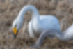 Picture of Whooper swan1｜The yellow base of the beak is large.