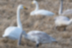 Picture of Whooper swan2｜Was foraging on farmland.