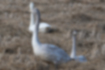 Picture of Whooper swan3｜A juvenile gray bird.