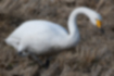 Picture of Whooper swan4｜It had a muddy beak.