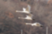 オオハクチョウの写真5｜群れで飛んでいました。