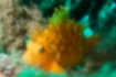 Picture of Yellow hawkfish1｜Bright orange.