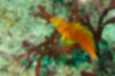 Picture of Yellow hawkfish2｜Found on corals and rocks.