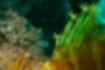 オキゴンベの写真3｜背鰭の先端が枝分かれしています。