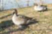 Picture of Northern Pintail1｜Female (front) and male (back).