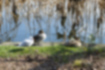 Picture of Northern Pintail3｜A sleeping female, a male watching and a seagull.