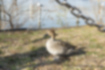 Picture of Northern Pintail4｜A female and a vaguely seagull.