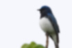 Picture of Blue-and-White Flycatcher1｜A beautiful blue from the head to the back.