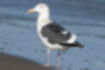 Picture of Slaty-backed gull1｜The back and flight feathers are gray to black.