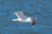 Picture of Slaty-backed gull2｜The tip of the wing is white.
